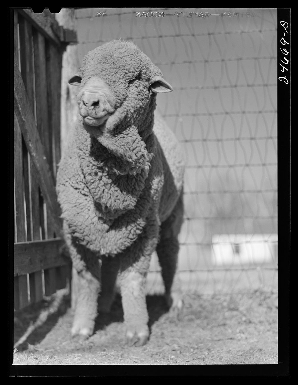 [Untitled photo, possibly related to: College Station, Texas. Texas Agricultural and Mechanical college. Ram]. Sourced from…