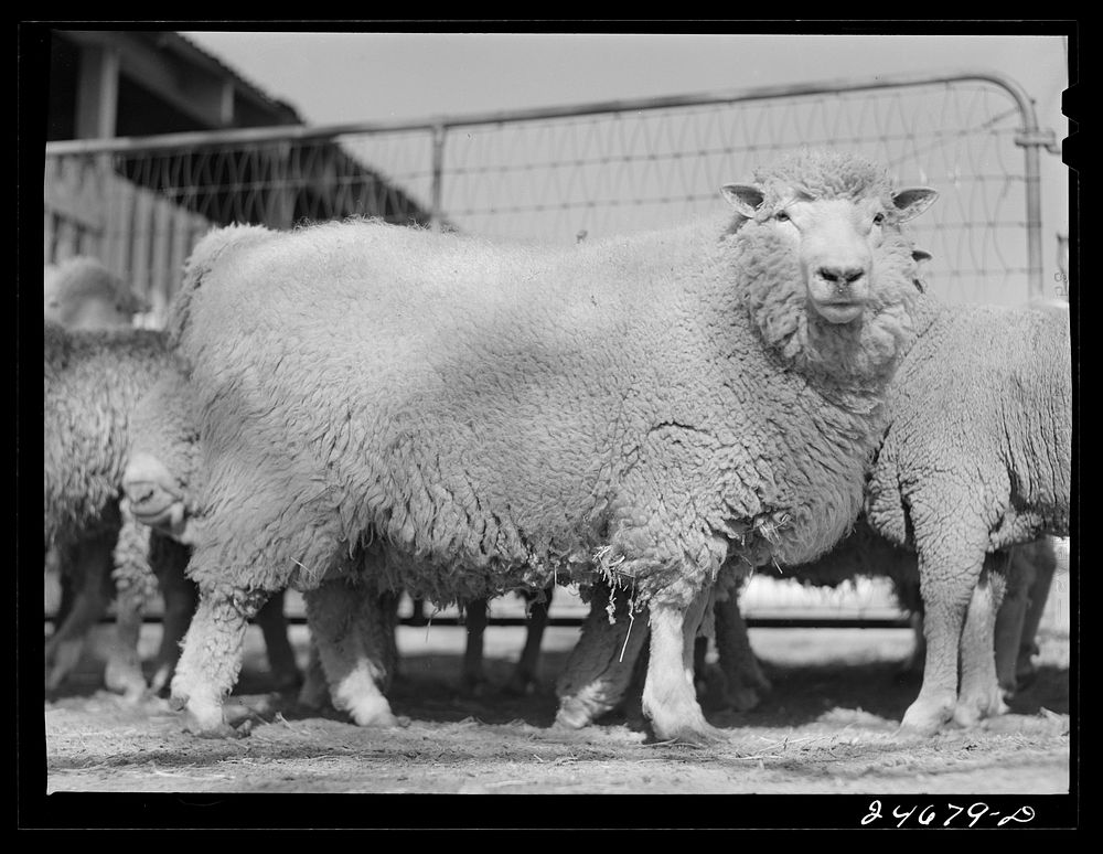 College Station, Texas. Texas Agricultural and Mechanical College. Sheep. Sourced from the Library of Congress.