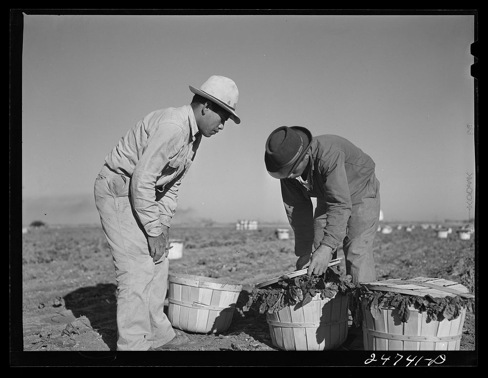 Robstown, Texas (vicinity). Crating spinach on large irrigated farm. Sourced from the Library of Congress.