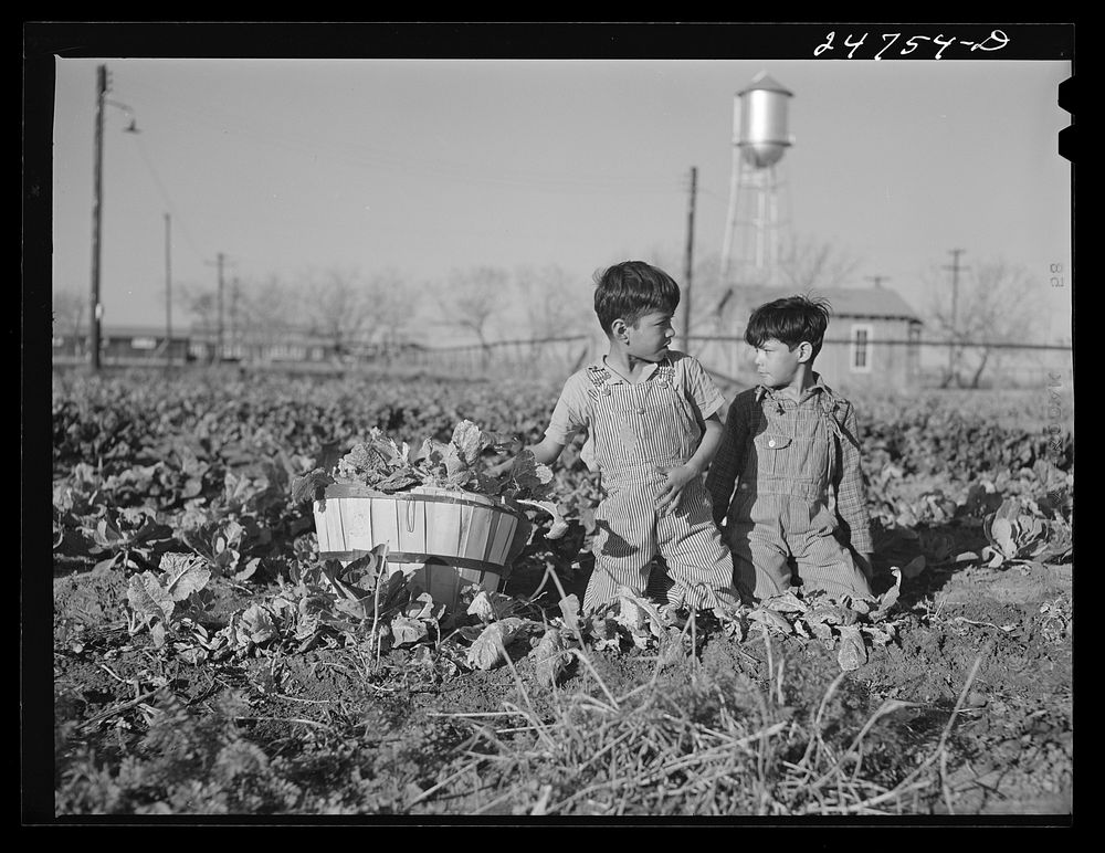 [Untitled photo, possibly related to: Boy spinach picker. Large farm near Robstown, Texas]. Sourced from the Library of…
