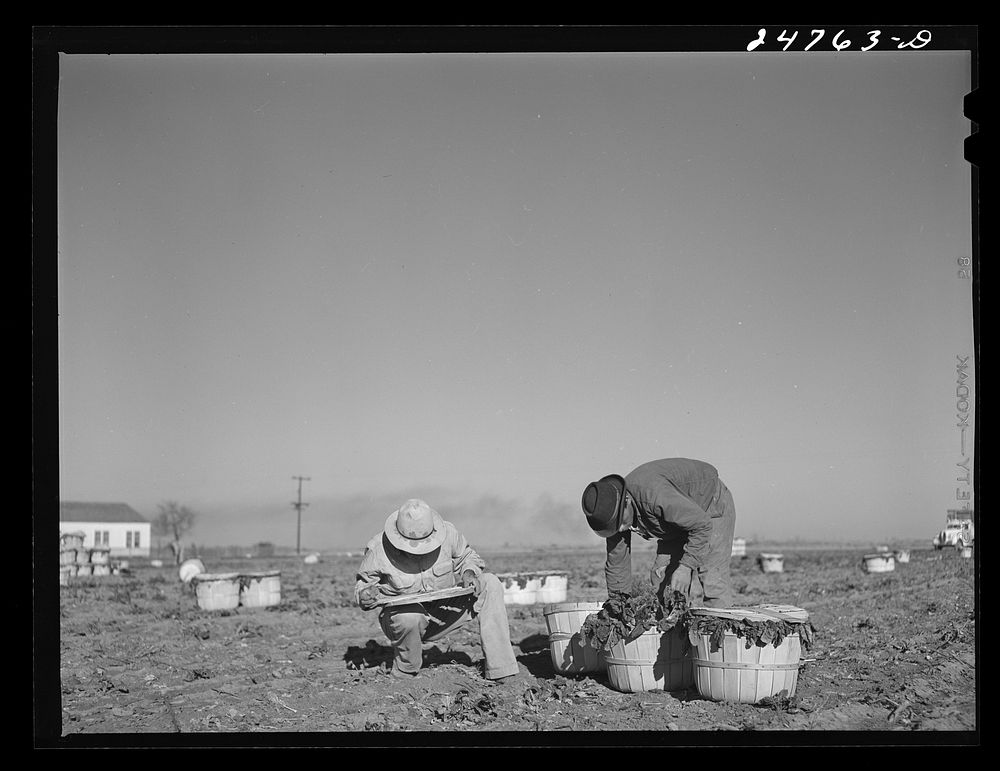 [Untitled photo, possibly related to: Robstown, Texas (vicinity). Crating spinach on large irrigated farm]. Sourced from the…