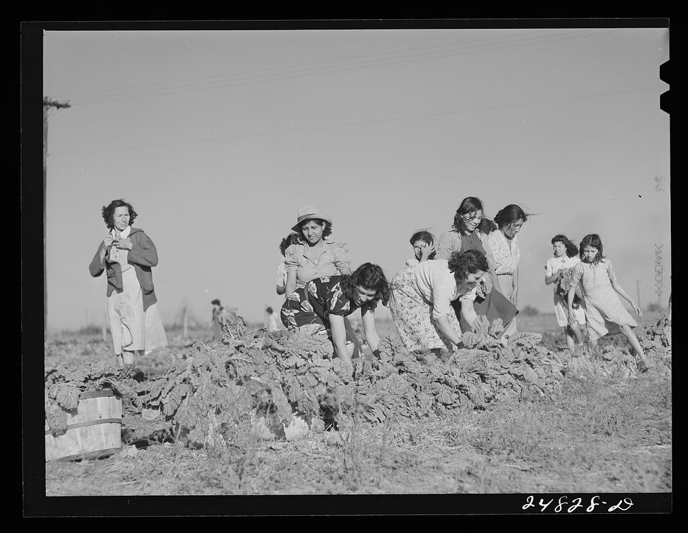 Harvesting spinach crop. Community garden, Robstown, Texas. Sourced from the Library of Congress.