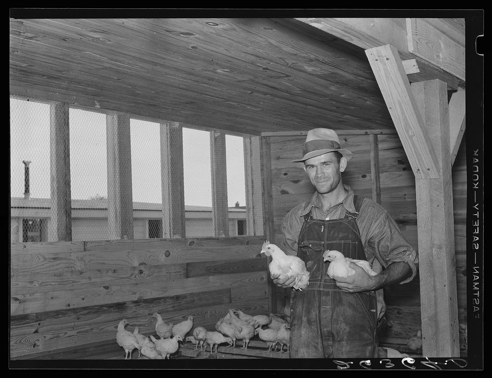 Member of the farm cooperative who cares for the chickens. Wabash Farms, Indiana. Sourced from the Library of Congress.