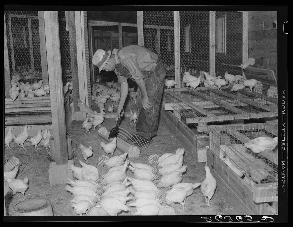 The poultry unit on the cooperative. Wabash Farms, Indiana. Sourced from the Library of Congress.