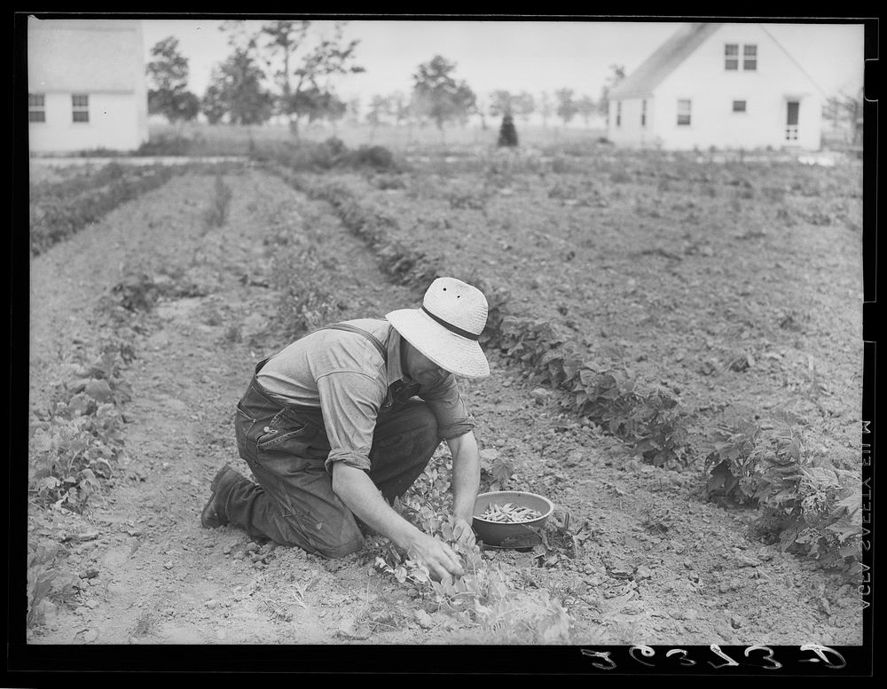 [Untitled photo, possibly related to: Wabash Farms, Indiana]. Sourced from the Library of Congress.