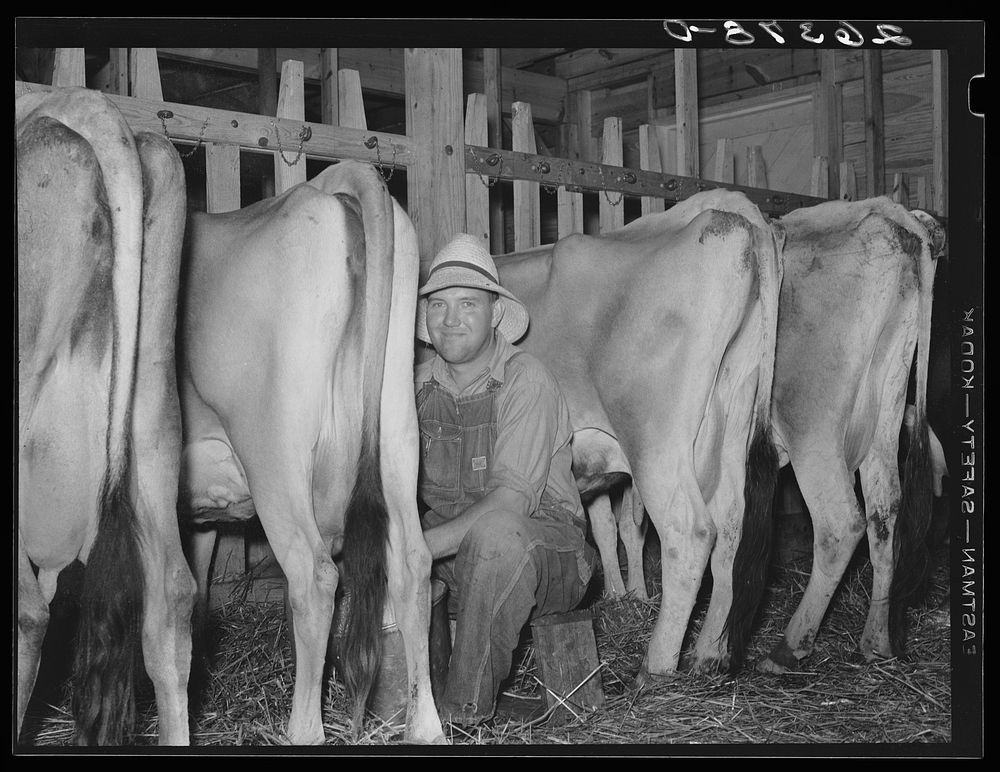 Milking in project dairy barn. Wabash Farms, Indiana. Sourced from the Library of Congress.