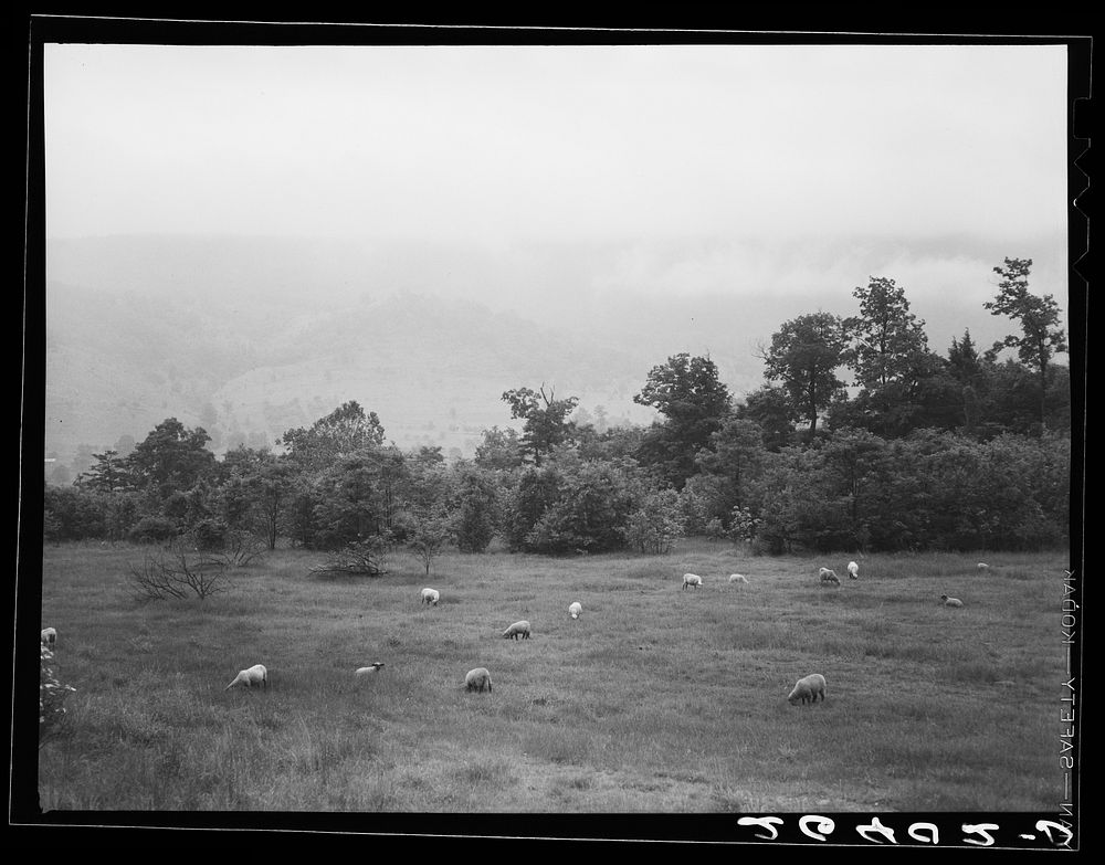 Taylor County, West Virginia. Sourced from the Library of Congress.