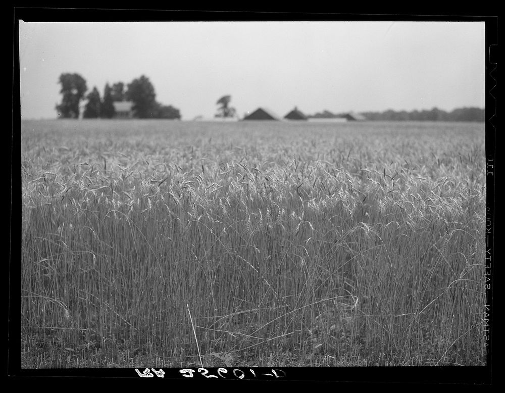 [Untitled photo, possibly related to: Wheat field. Maryland]. Sourced from the Library of Congress.