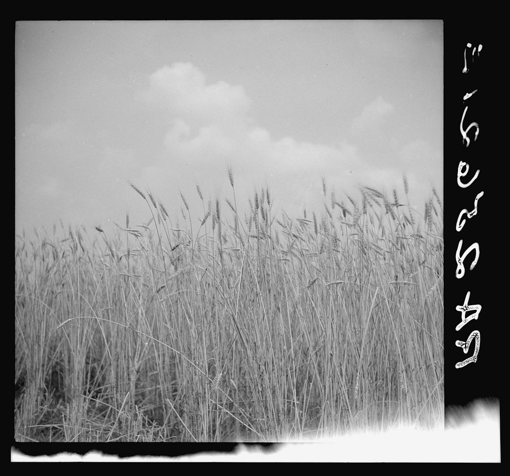 Wheat on the Eastern shore. Wicomico County, Maryland. Sourced from the Library of Congress.