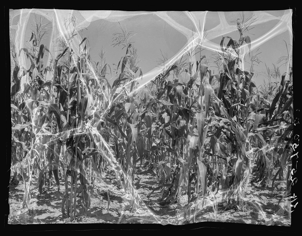 A healthy stand of New Jersey corn. Sourced from the Library of Congress.