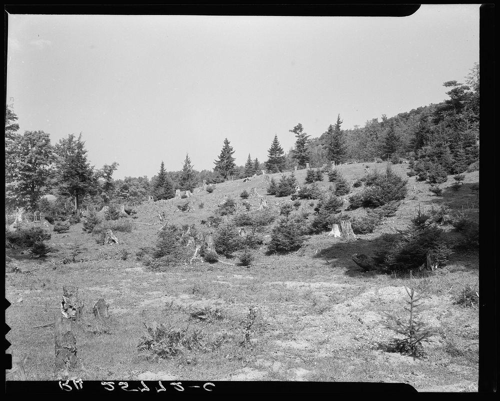 Cut-over woodland. Windsor County, Vermont. Sourced from the Library of Congress.