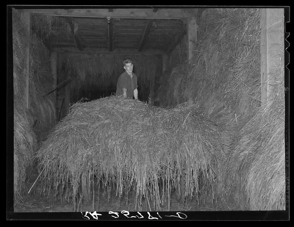 Hired man unloading hay. McNally Farm, Kirby, Vermont. Sourced from the Library of Congress.