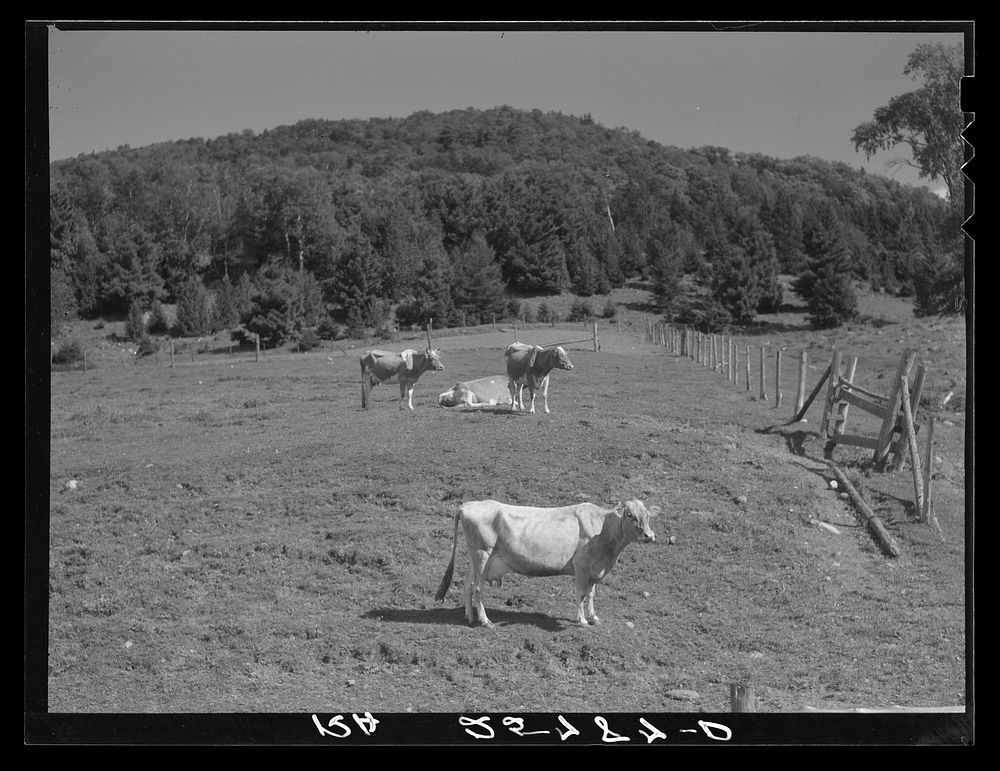 A few of McNally's forty cows. Kirby, Vermont. Sourced from the Library of Congress.