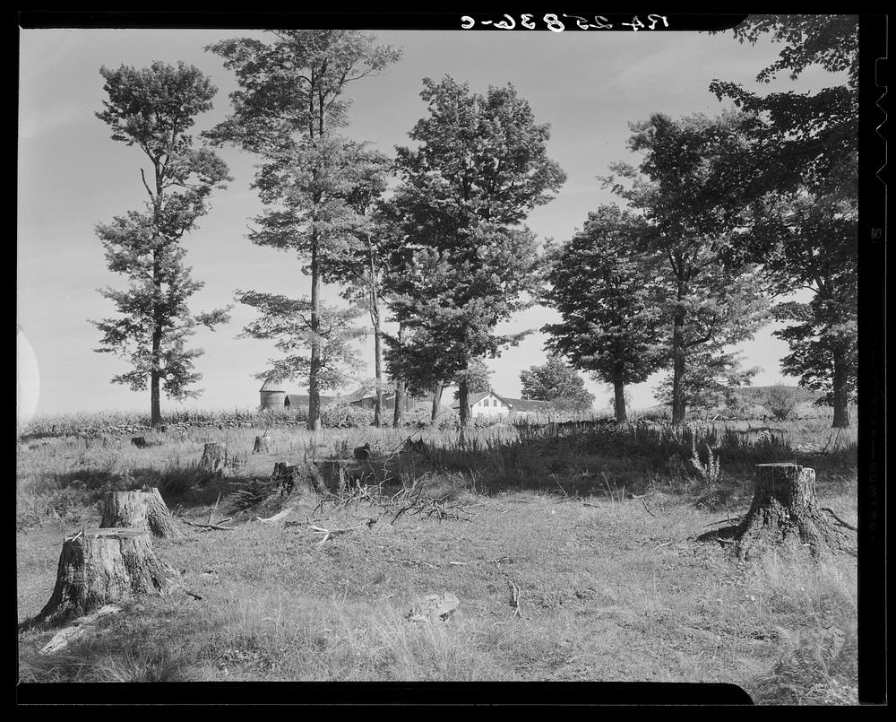 Cut-over maple orchard. Chittenden County, Vermont. Sourced from the Library of Congress.
