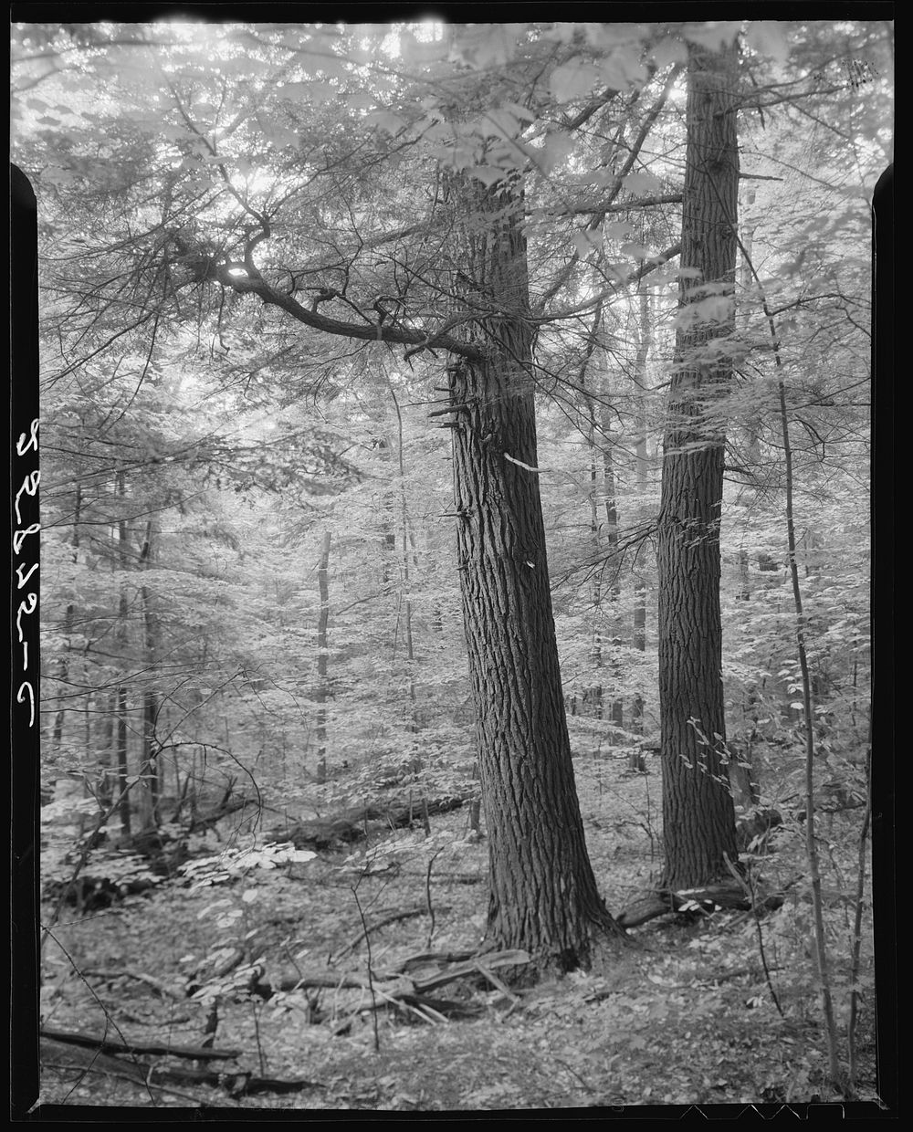 Large trees found in the Otsego County forest area. New York. Sourced from the Library of Congress.