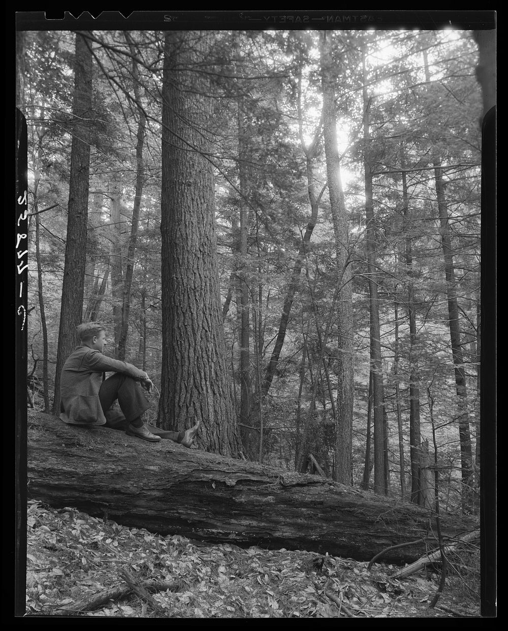 Large trees in Otsego County, New York. Sourced from the Library of Congress.
