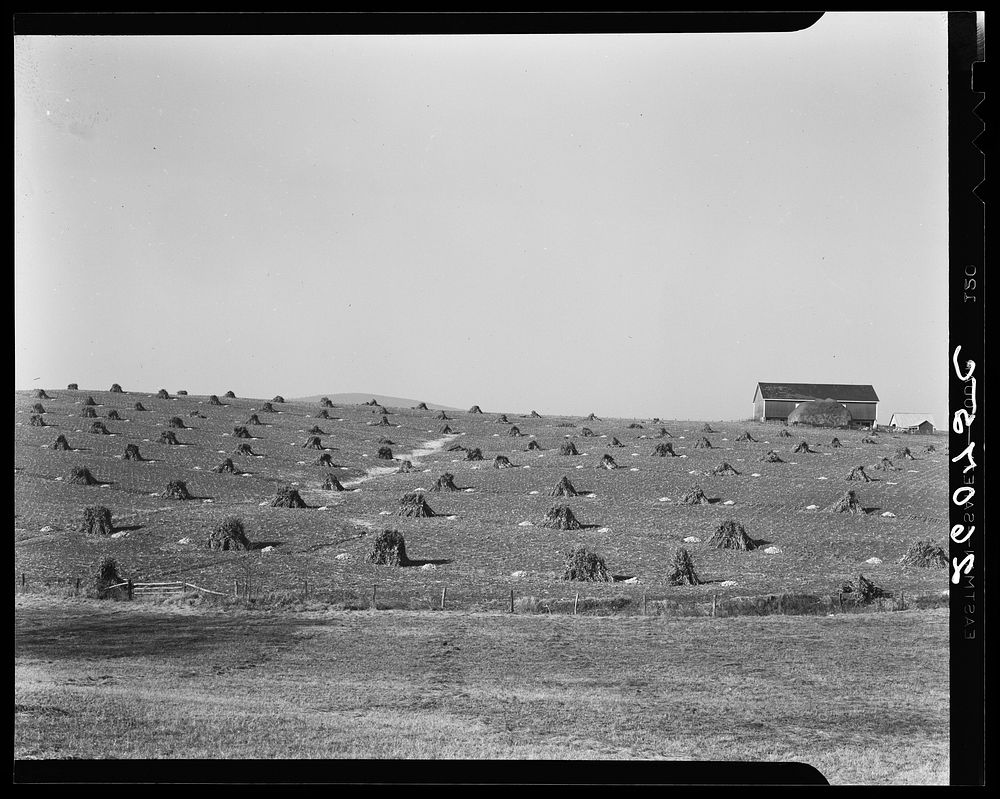 Corn field. Washington County, Maryland. Sourced from the Library of Congress.