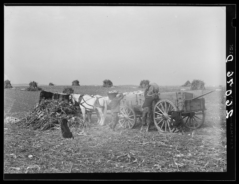 Loading ears of corn in the field. Washington County, Maryland. Sourced from the Library of Congress.