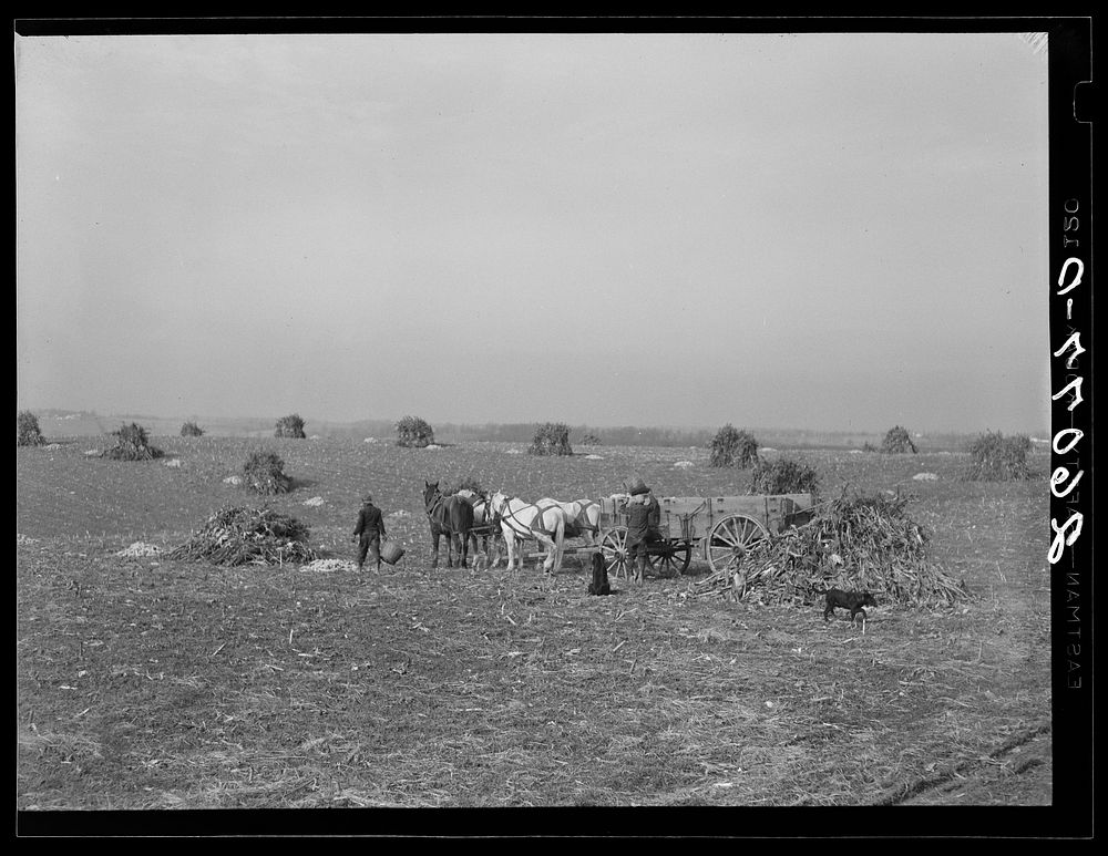 Loading ears of corn in the field. Washington County, Maryland. Sourced from the Library of Congress.