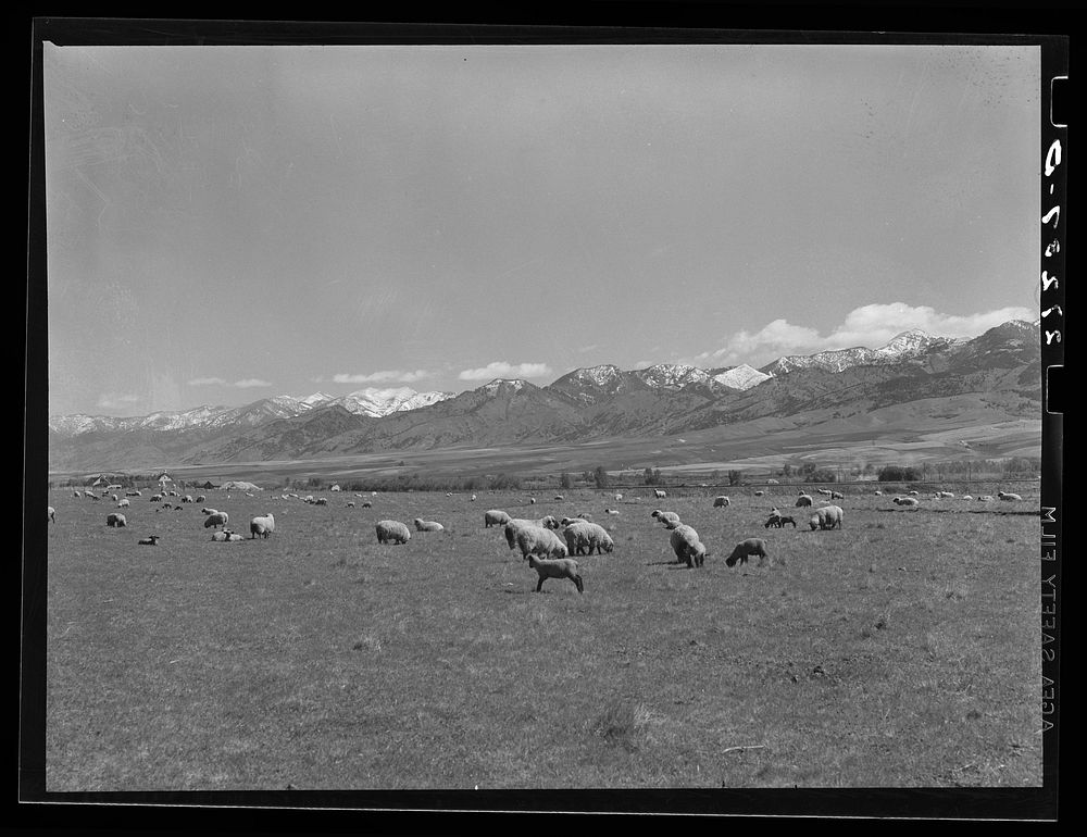 Sheep grazing at the foot of the Bridger Mountains. Gallatin County, Montana. Sourced from the Library of Congress.