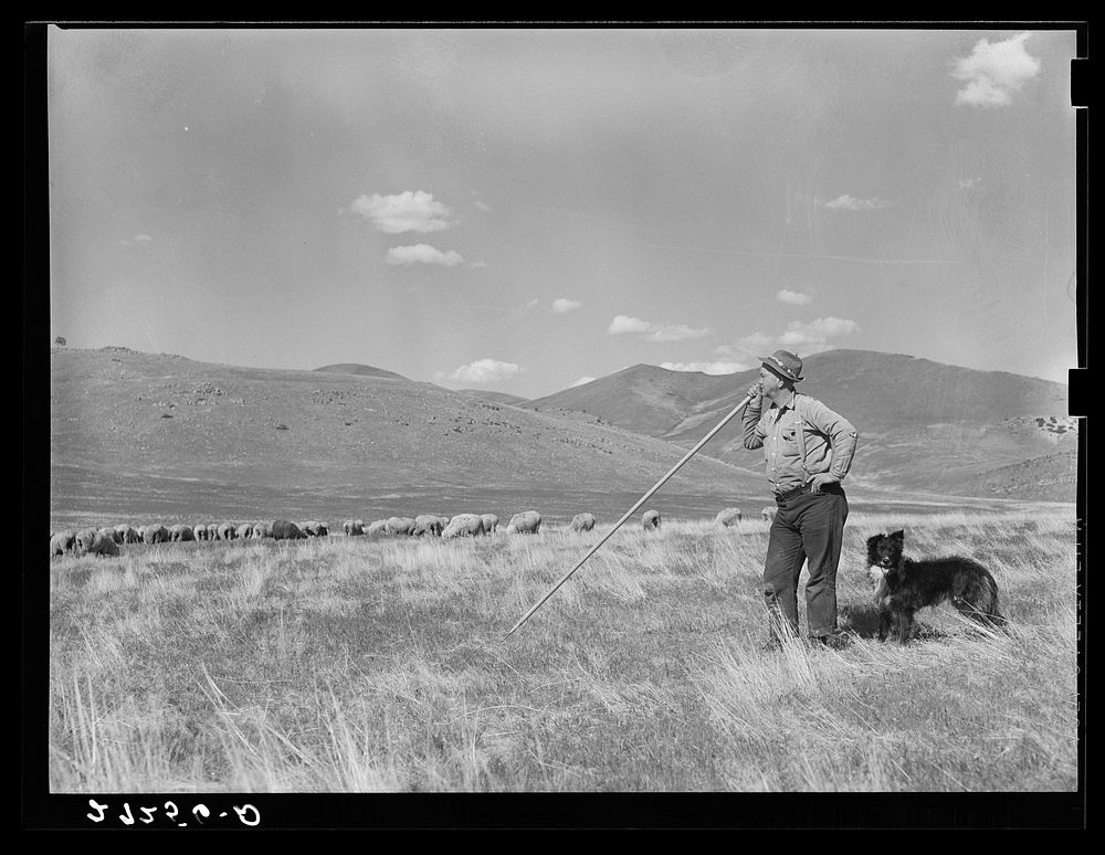 A sheepherder watching his flocks. Madison County, Montana. Sourced from the Library of Congress.