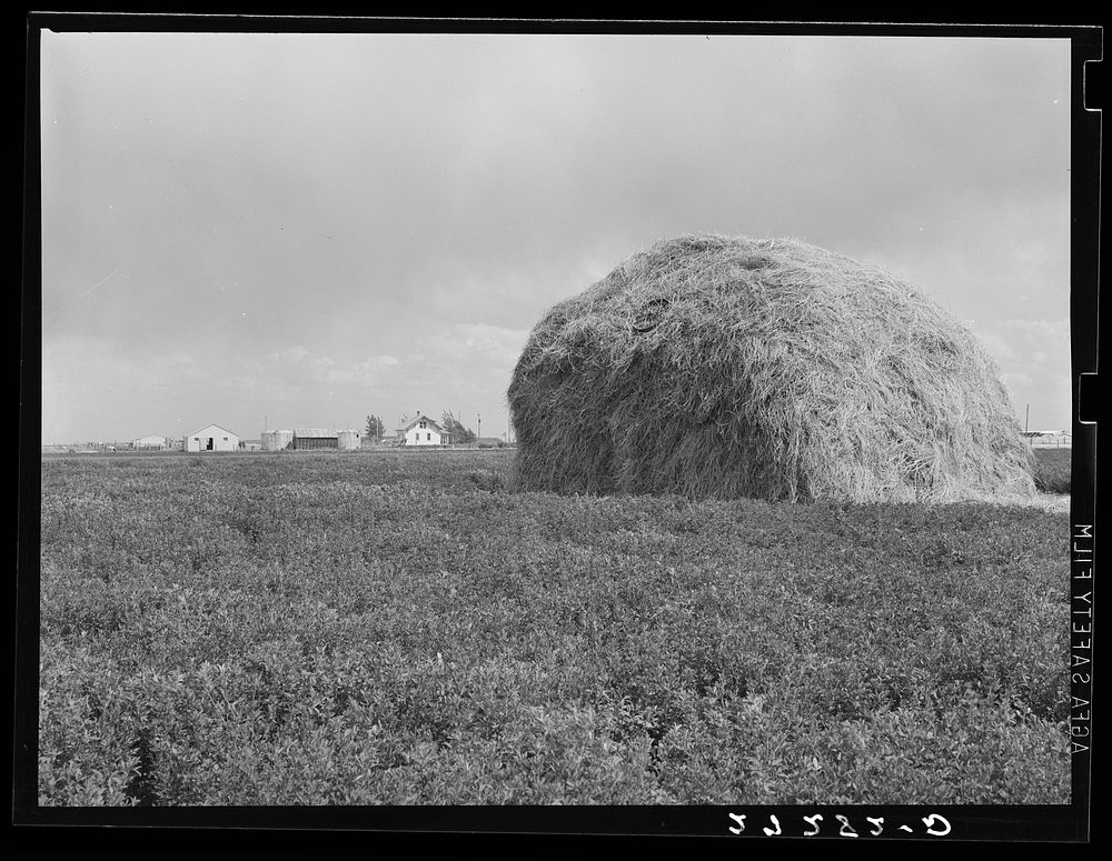 Alfalfa field with farm unit in background. Fairfield Bench Farms, Montana. Sourced from the Library of Congress.