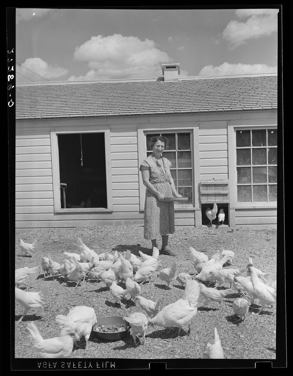 Farm wife feeding chickens at Fairfield Bench Farms, Montana. Sourced from the Library of Congress.