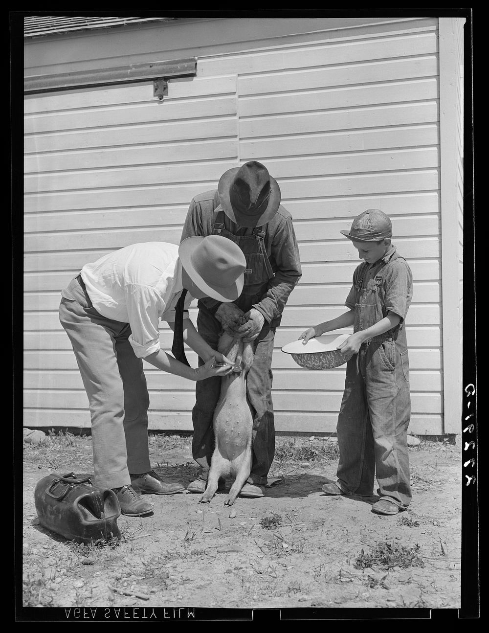 Veterinary hired by farmers' cooperative inoculating pig. Fairfield Bench Farms, Montana. Sourced from the Library of…