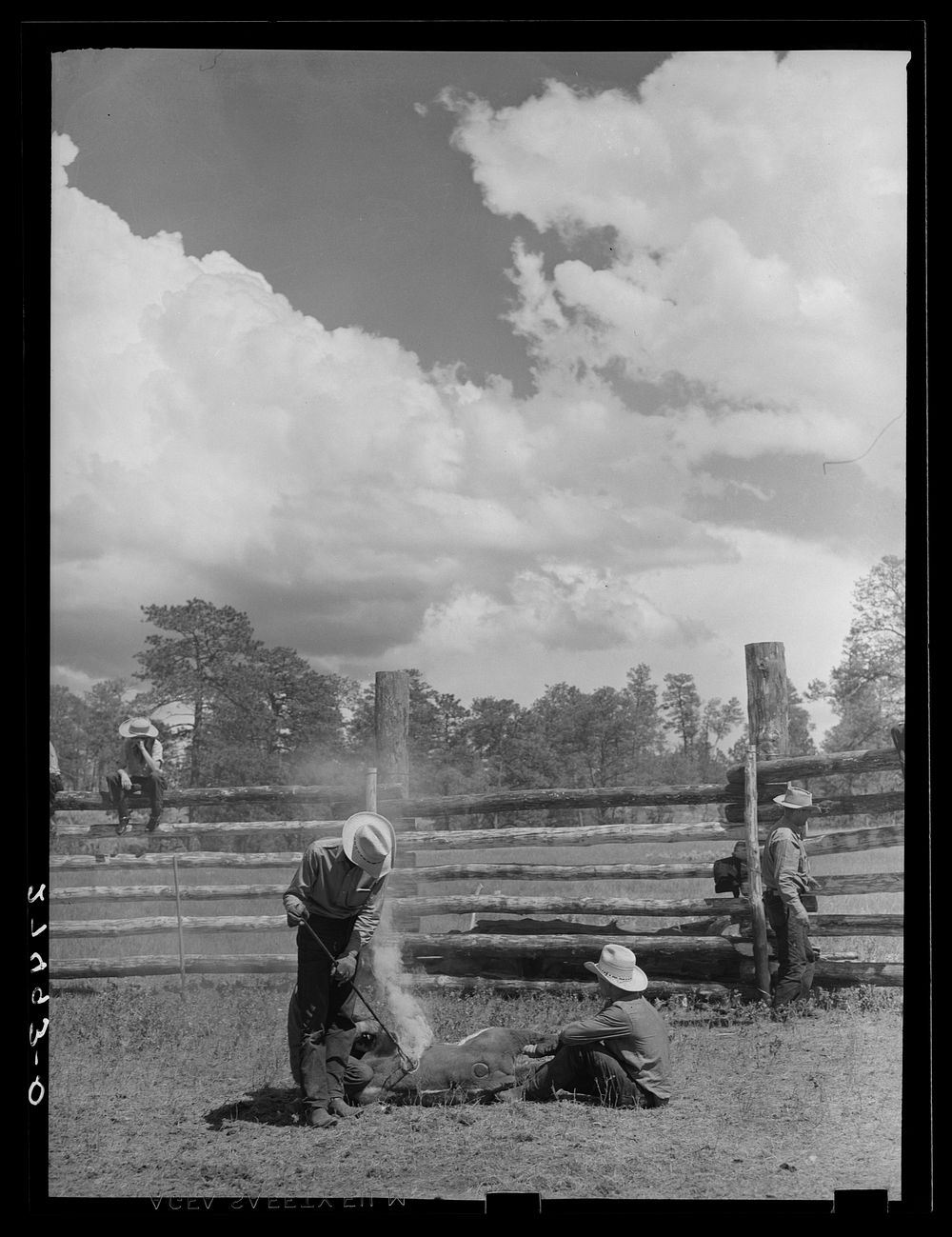 Breeding a calf. Three Circle Ranch roundup. Montana. Sourced from the Library of Congress.