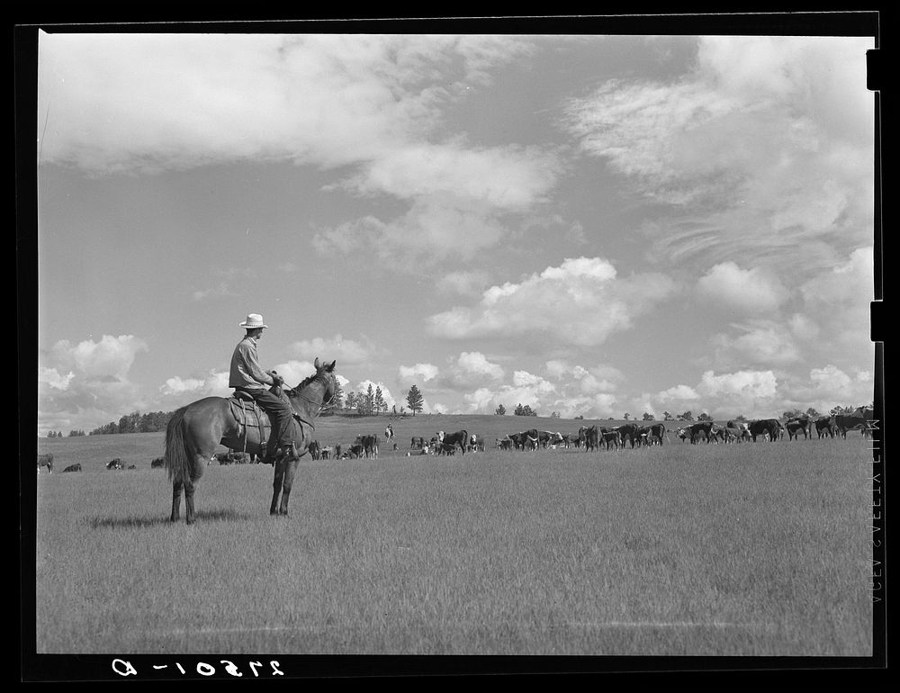 [Untitled photo, possibly related to: Cowhand at Three Circle roundup. Custer Forest, Montana]. Sourced from the Library of…