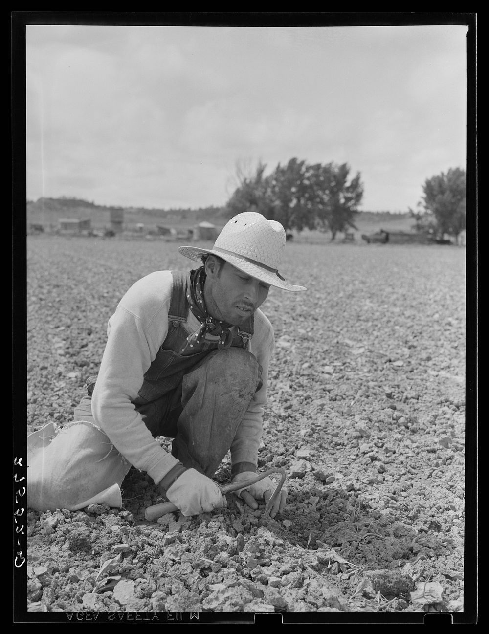 Chopping sugar beets. Treasure County, Montana. Sourced from the Library of Congress.
