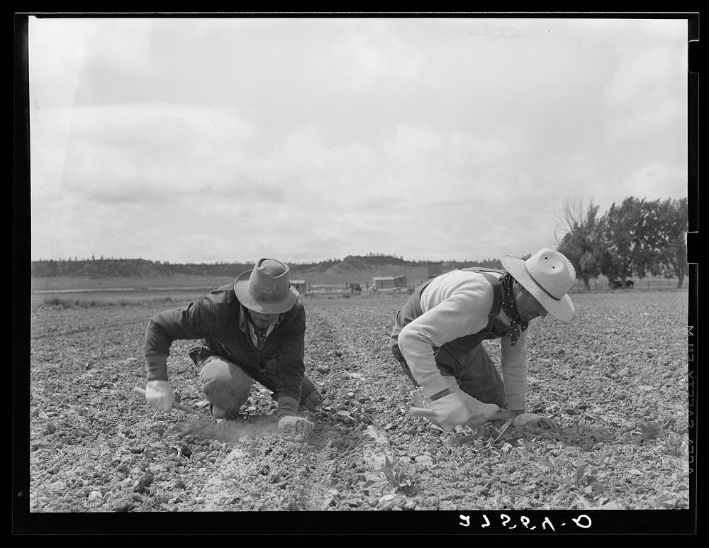 Chopping sugar beets. Treasure County, Montana. Sourced from the Library of Congress.