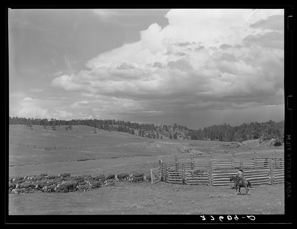 [Untitled photo, possibly related to: Cows and calves leaving corral after branding. Three Circle roundup. Custer Forest…