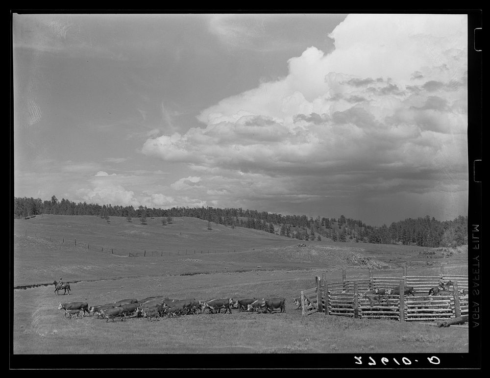 Cows and calves leaving corral after branding. Three Circle roundup. Custer Forest, Montana. Sourced from the Library of…