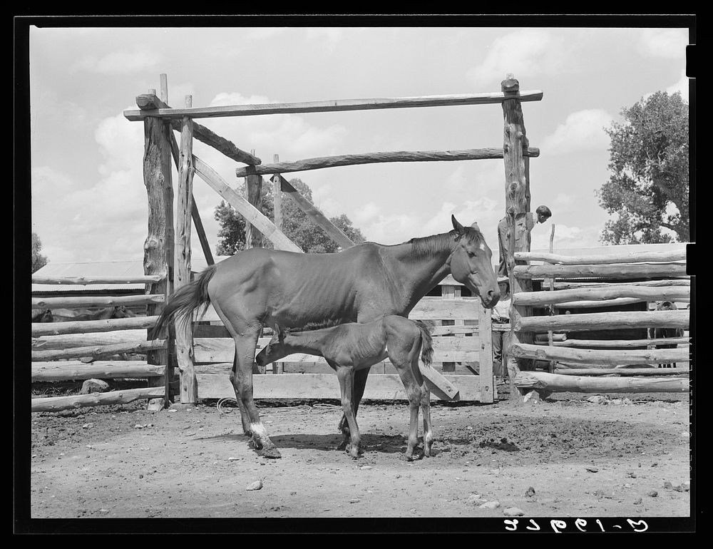 Mare and colt. Warren Brewster ranch. Montana. Sourced from the Library of Congress.