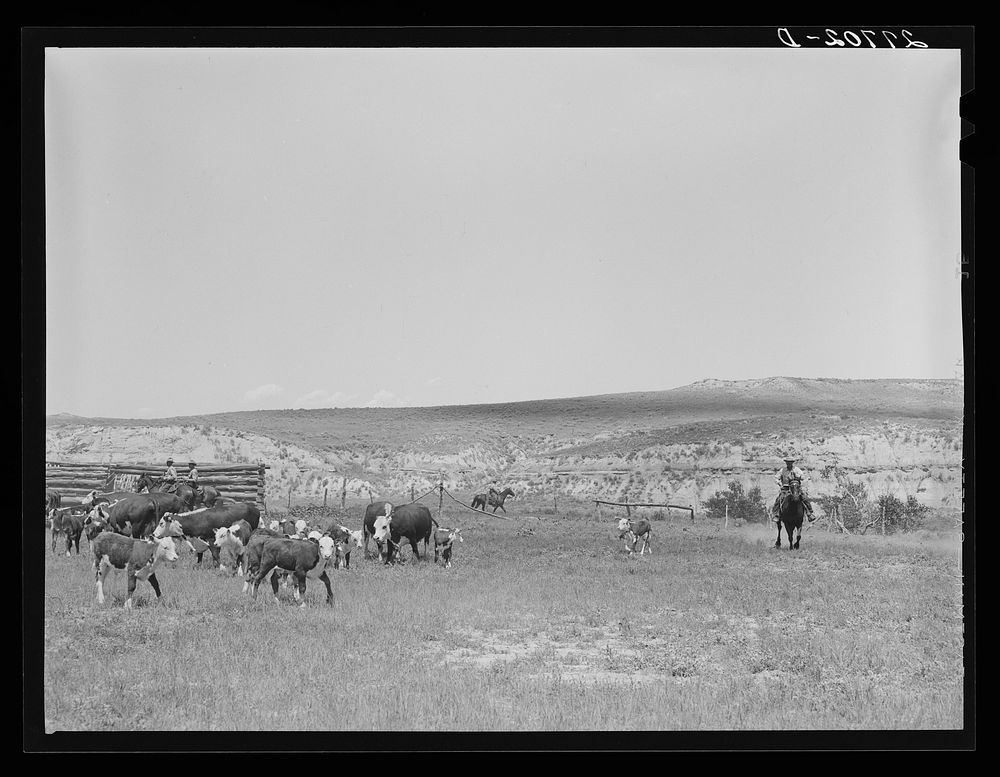 [Untitled photo, possibly related to: Roundup, William Tonn ranch. Custer County, Montana]. Sourced from the Library of…