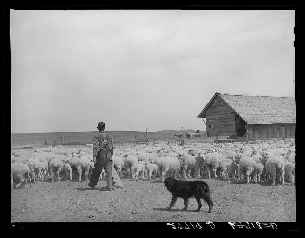 Sheep in shearing pen. Rosebud County, Montana. Sourced from the Library of Congress.