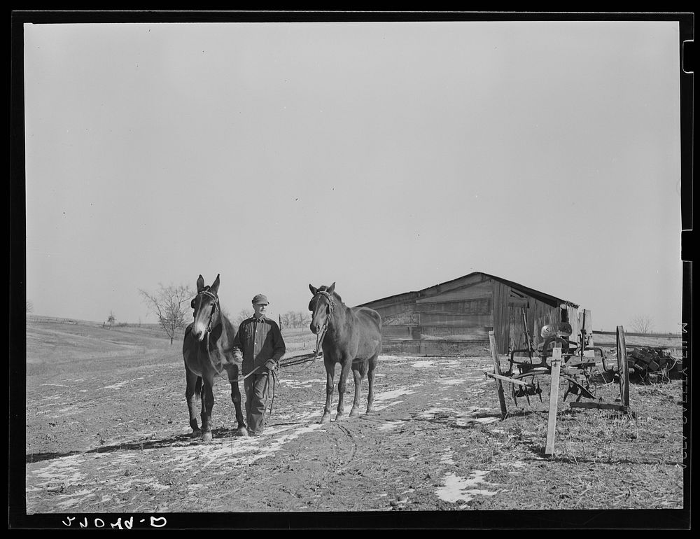 Rehabilitation Administration client with mule and horse. Gallatin County, Illinois (see 27018-D). Sourced from the Library…