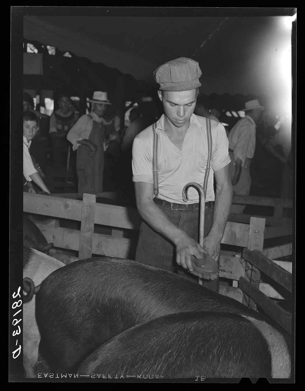 Hogs are carefully brushed before exhibiting. Central Iowa Fair, Marshalltown, Iowa. Sourced from the Library of Congress.