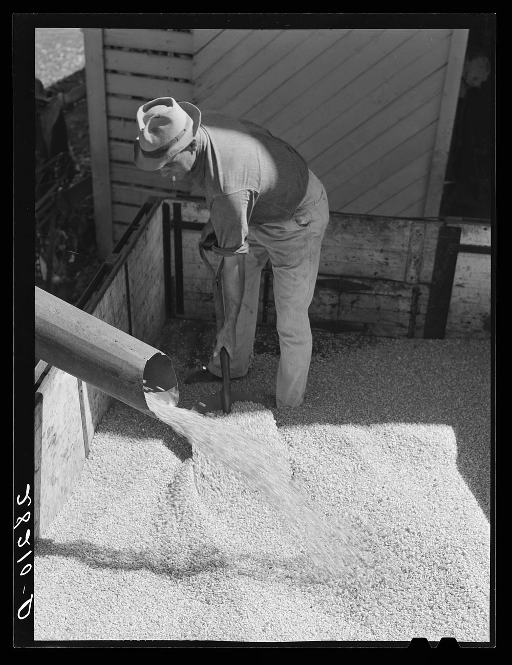 [Untitled photo, possibly related to: Luther Passmore with shelled corn. Polk County, Iowa]. Sourced from the Library of…