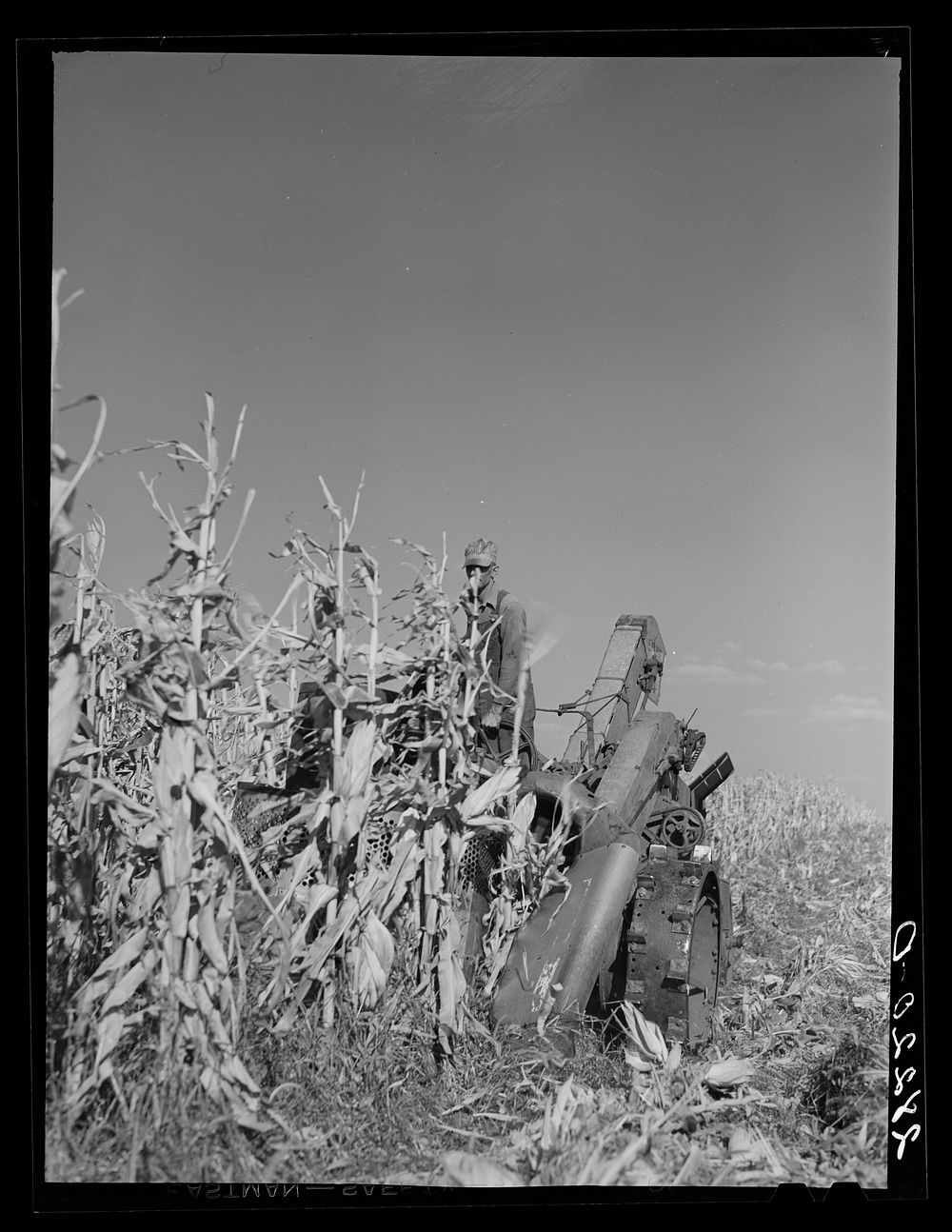 [Untitled photo, possibly related to: Mechanical corn picker harvesting hybrid seed corn. Robinson farm, Marshall County…