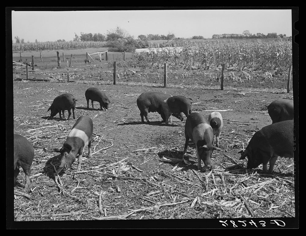[Untitled photo, possibly related to: Poland China hogs at Passmore farm. Polk County, Iowa]. Sourced from the Library of…