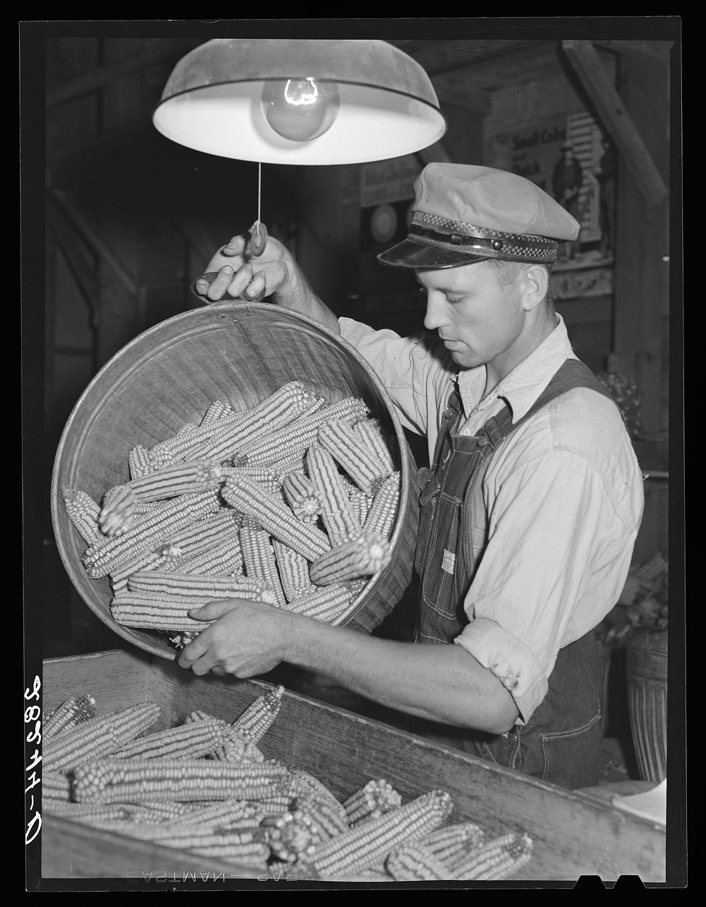 Inspecting ears of hybrid seed corn. Reinbeck, Iowa. Sourced from the Library of Congress.