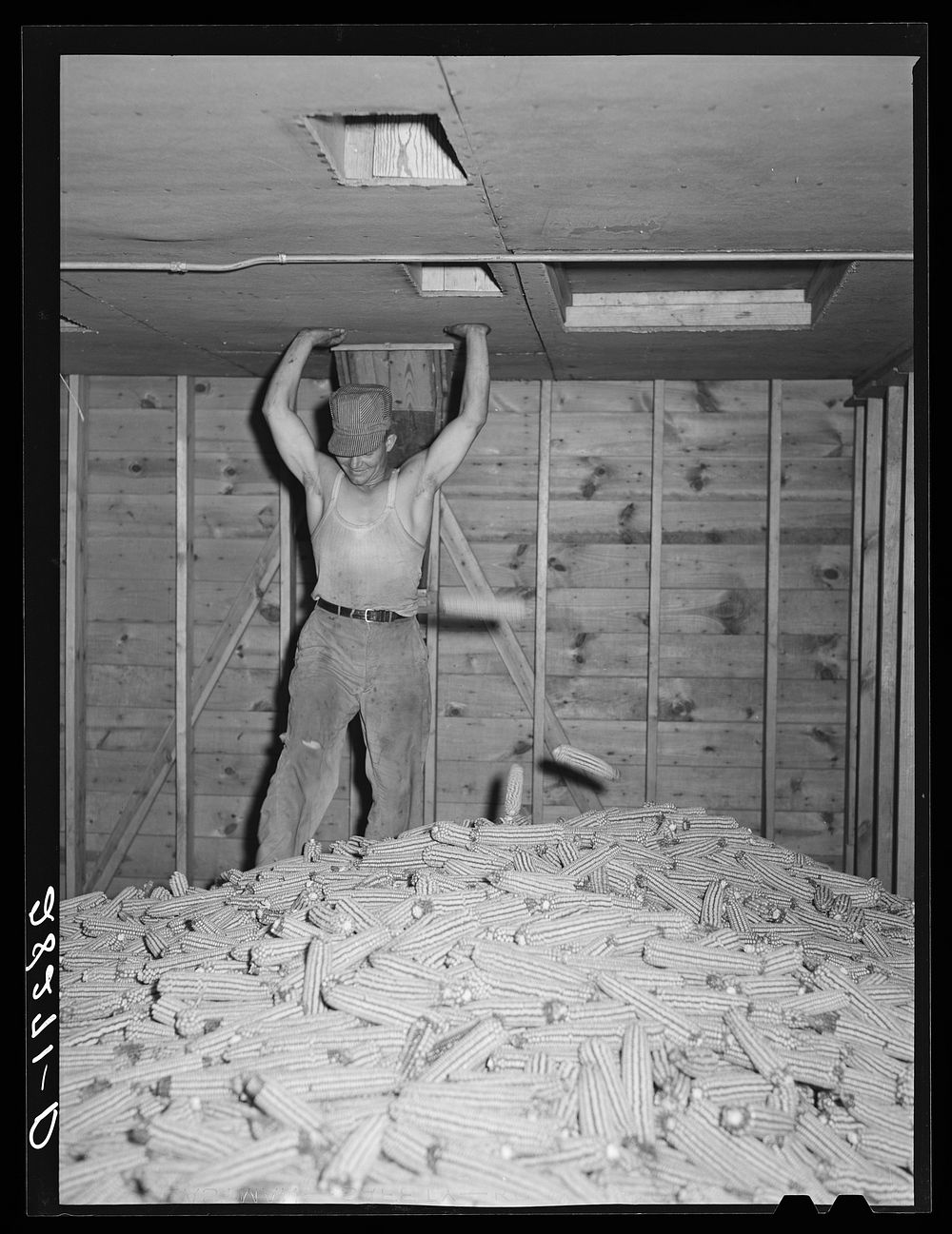 Hot air is blown through the piles of sorted hybrid seed corn in order to dry the kernels for shelling. Reinbeck, Iowa.…