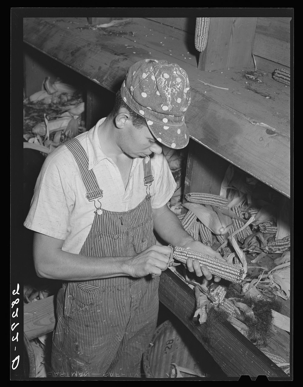 Removing damaged kernels from ears of hybrid seed corn. Reinbeck, Iowa. Sourced from the Library of Congress.