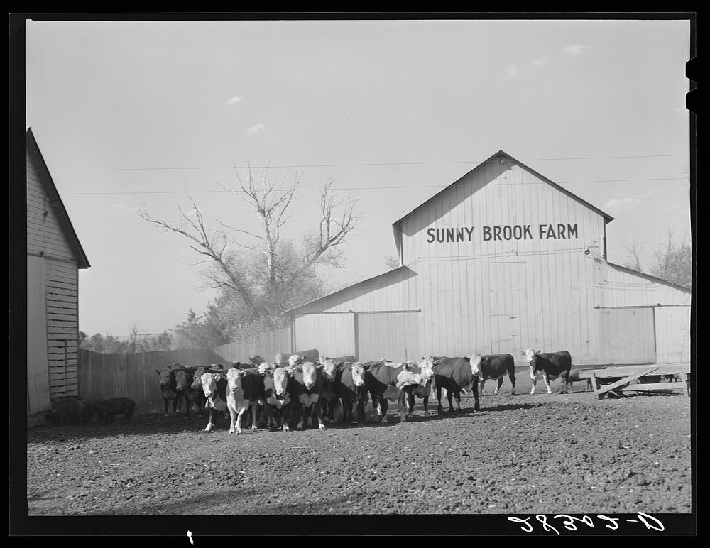 [Untitled photo, possibly related to: Feeder cattle on Wilber Plager's farm. Grundy County, Iowa]. Sourced from the Library…