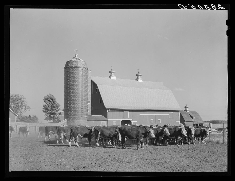 Feeder cattle. Fred Coulter farm, Grundy County, Iowa. Sourced from the Library of Congress.