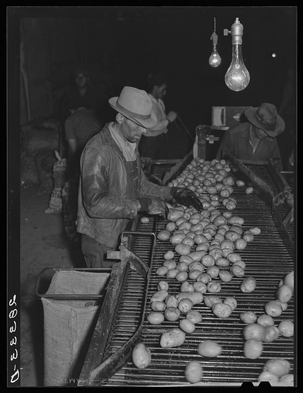 Inspecting washed potatoes. Monte Vista, Colorado. Sourced from the Library of Congress.