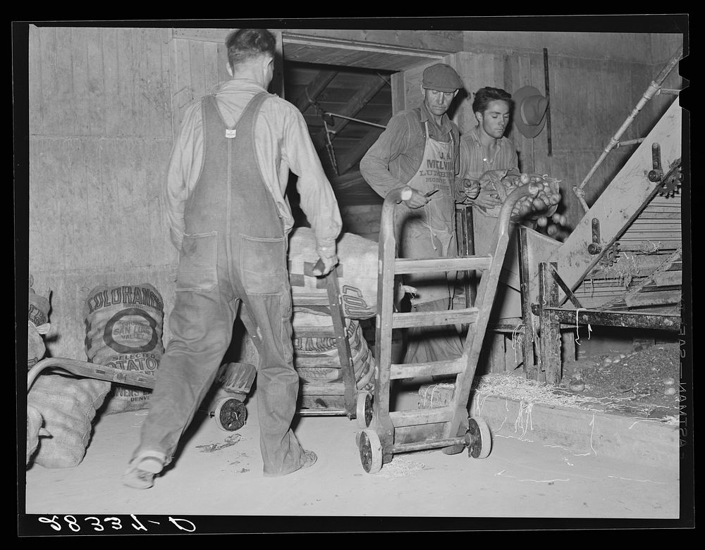 Potatoes are brought in for washing and inspection. Monte Vista, Colorado. Sourced from the Library of Congress.