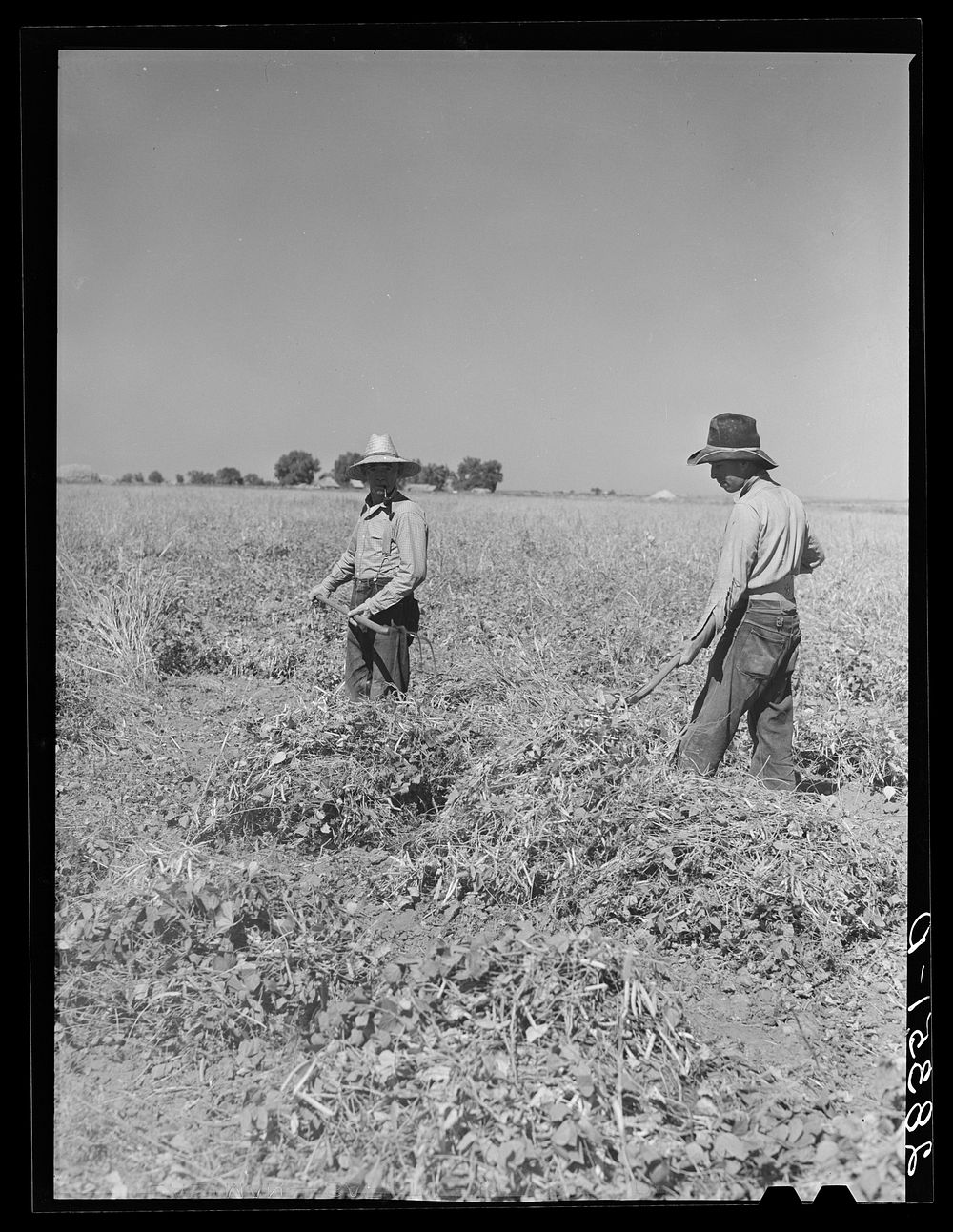 Andy Bahain, FSA (Farm Security Administration) borrower, and helper harvesting beans on his farm near Kersey, Colorado.…